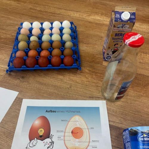 Aufbau Ei Bild